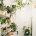 10 Ideas To Decorate Your Home With Indoor Plants