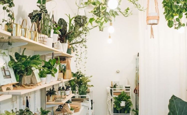 10 Ideas To Decorate Your Home With Indoor Plants
