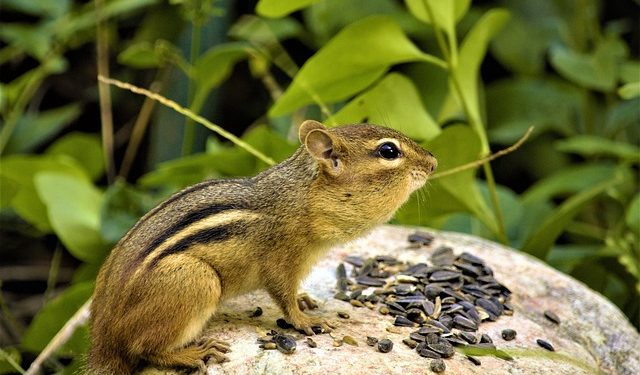 Chipmunks