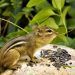 Chipmunks