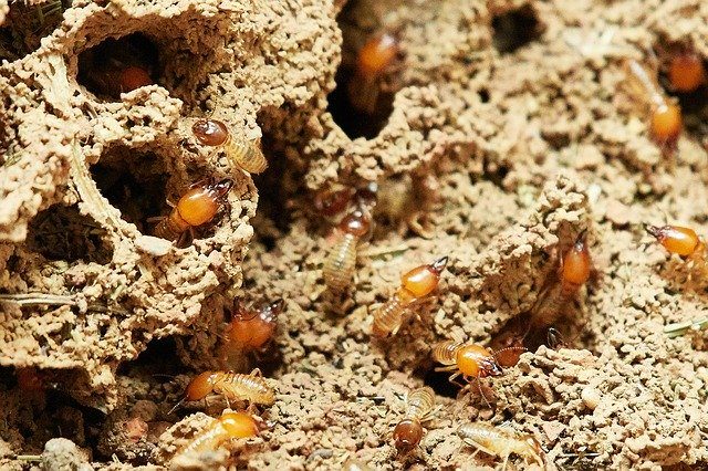 termite infestation