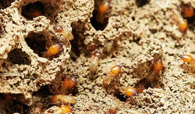 termite infestation