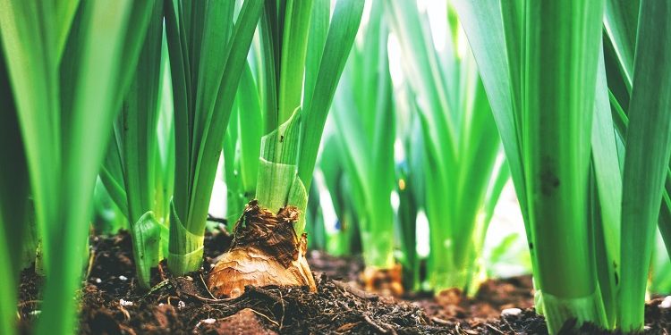 healthy gardening tips