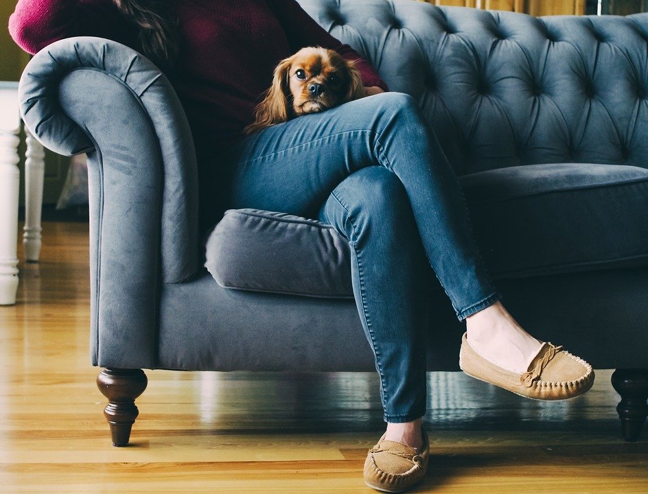 Couch, Feet, Shoes, Wooden, Floor, Dog, Puppy, Brown