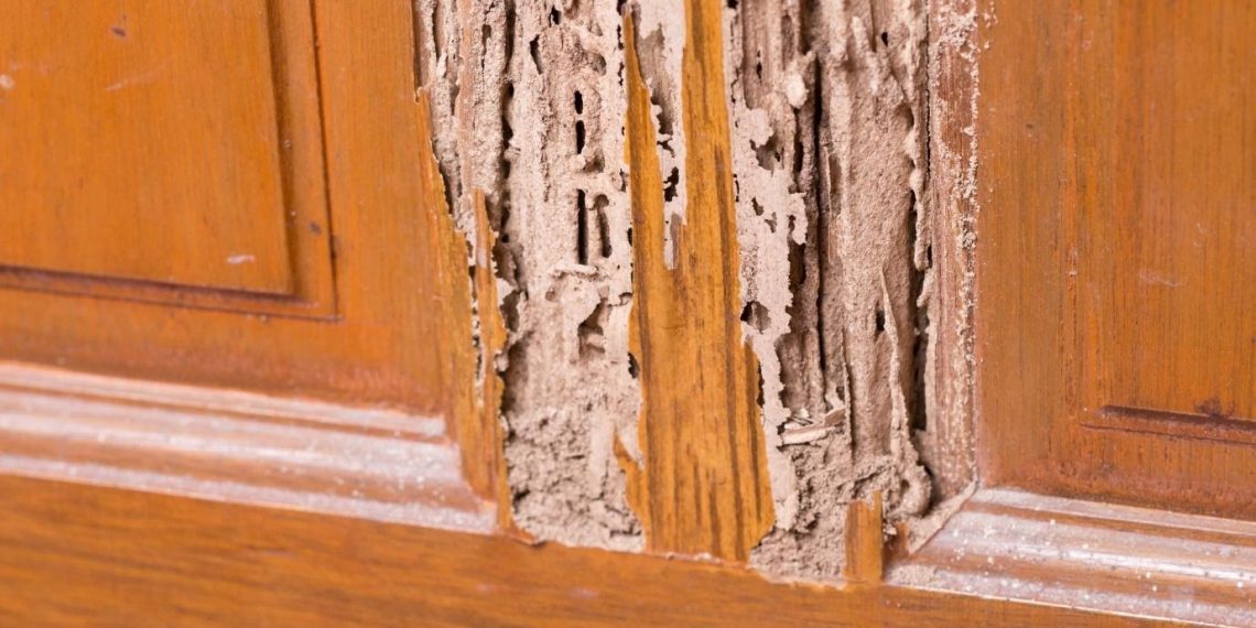 Carpenter Ants Vs. Termites