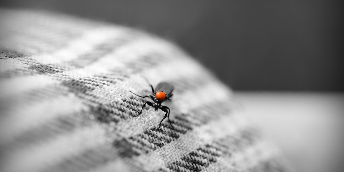 How to Control Bugs That Eat Clothes and Carpets