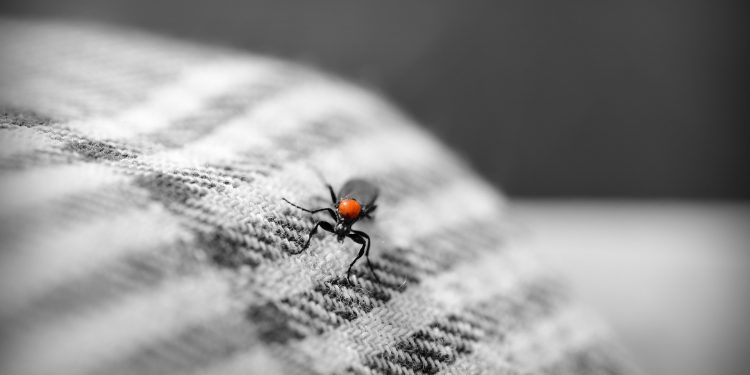 How to Control Bugs That Eat Clothes and Carpets